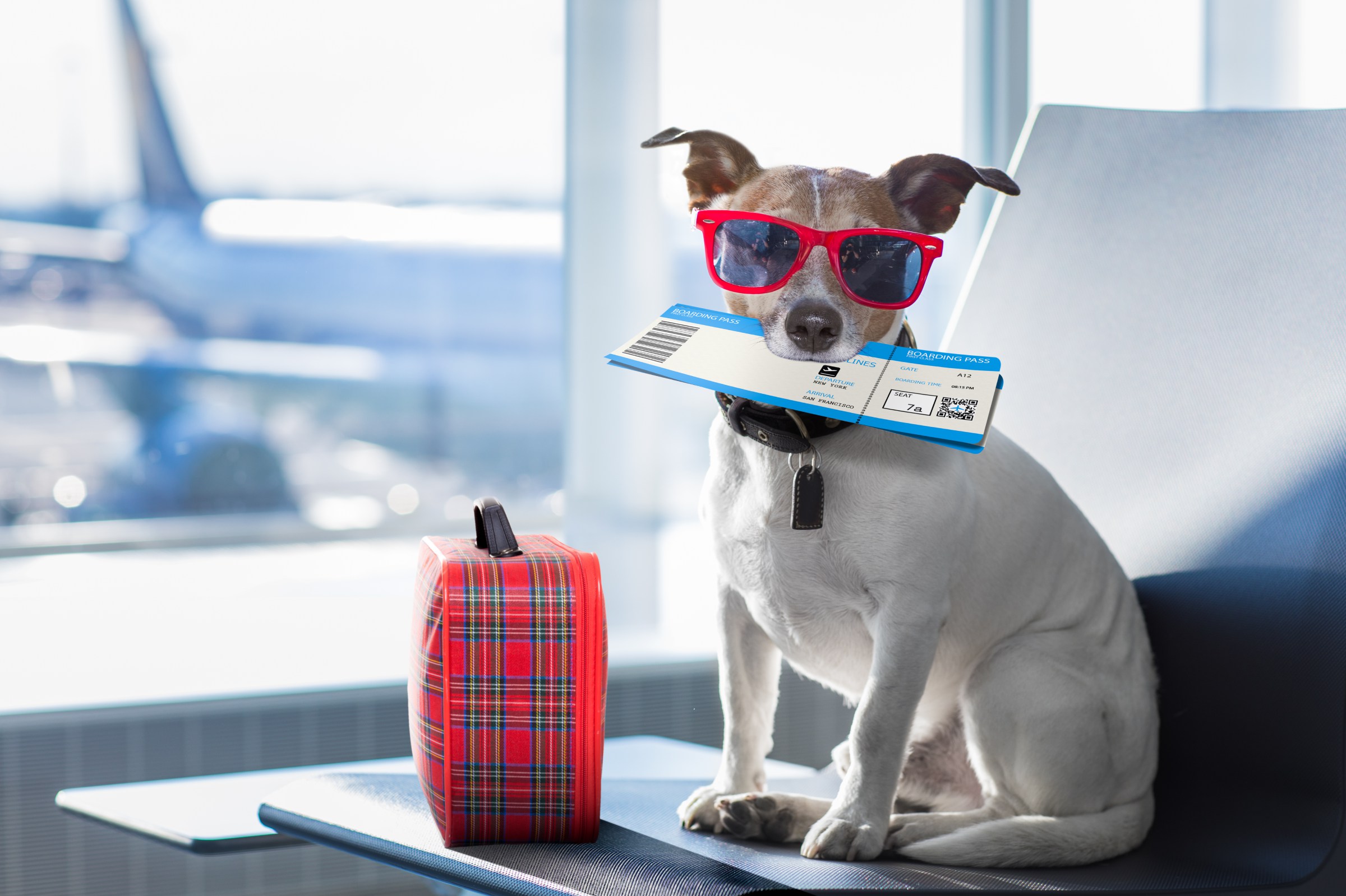 can pets travel on planes