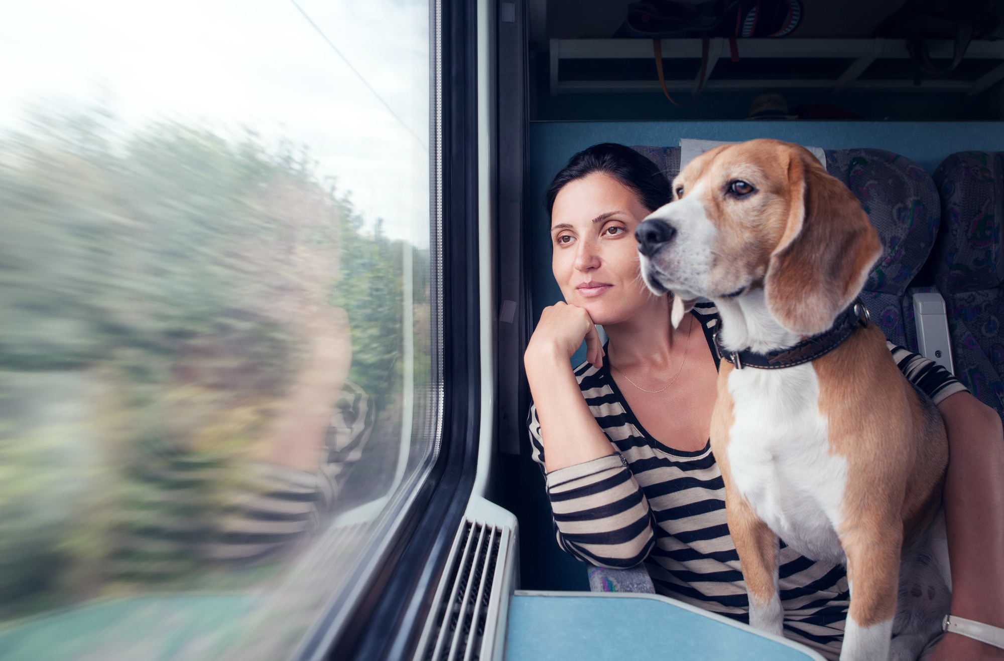 pets travel scheme uk