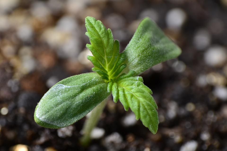 buy marijuana seedlings