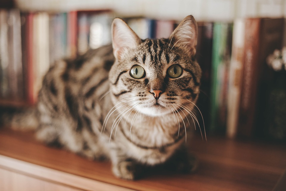 What Cat Breed Is Right for Me? Affordable Comfort