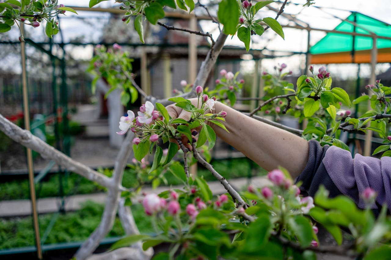 Maximising Productivity: The Role of Correct Pruning for Healthy Trees ...